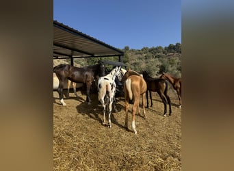Lusitanos, Hengst, 1 Jahr