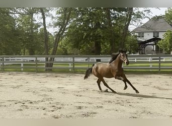 Lusitanos, Hengst, 1 Jahr, Rotbrauner