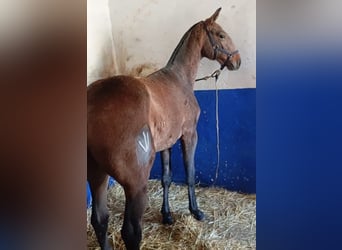 Lusitanos, Hengst, 1 Jahr, Schimmel