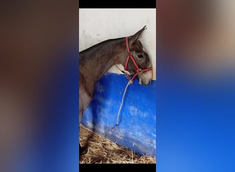 Lusitanos, Hengst, 1 Jahr, Schimmel
