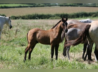 Lusitanos, Hengst, 1 Jahr, Tigerschecke