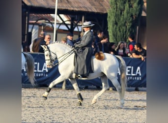 Lusitanos, Hengst, 20 Jahre, 160 cm, Schimmel