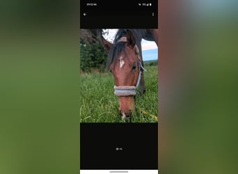 Lusitanos, Hengst, 2 Jahre, 148 cm, Brauner
