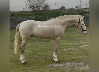 Lusitanos, Hengst, 2 Jahre, 150 cm, Perlino