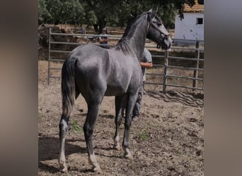 Lusitanos, Hengst, 2 Jahre, 153 cm, Schimmel