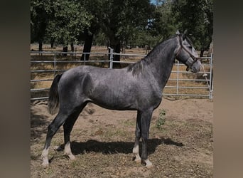 Lusitanos, Hengst, 2 Jahre, 153 cm, Schimmel