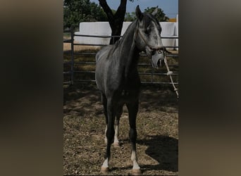 Lusitanos, Hengst, 2 Jahre, 153 cm, Schimmel