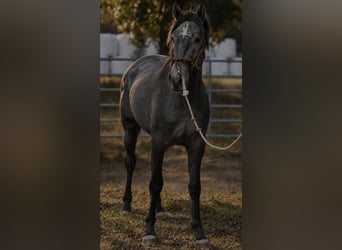 Lusitanos, Hengst, 2 Jahre, 154 cm, Schimmel