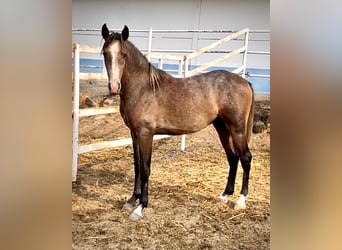 Lusitanos, Hengst, 2 Jahre, 154 cm, Schimmel