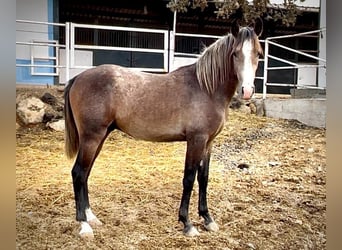 Lusitanos, Hengst, 2 Jahre, 154 cm, Schimmel