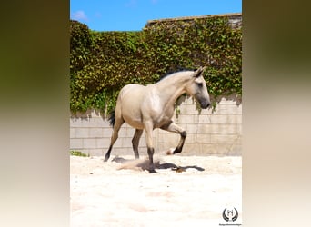 Lusitanos, Hengst, 2 Jahre, 155 cm, Falbe