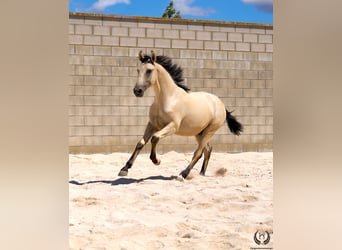 Lusitanos, Hengst, 2 Jahre, 155 cm, Falbe