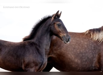 Lusitanos Mix, Hengst, 2 Jahre, 155 cm, Rappe