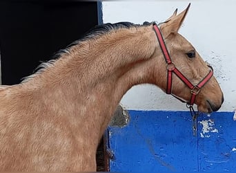 Lusitanos, Hengst, 2 Jahre, 156 cm, Falbe