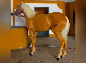 Lusitanos, Hengst, 2 Jahre, 156 cm, Palomino