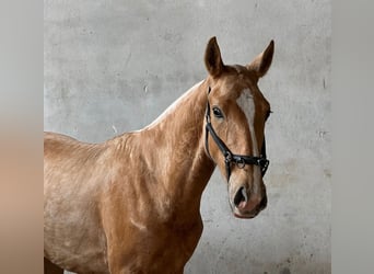 Lusitanos, Hengst, 2 Jahre, 157 cm, Palomino