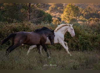 Lusitanos, Hengst, 2 Jahre, 158 cm, Perlino