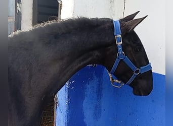 Lusitanos, Hengst, 2 Jahre, 158 cm, Rappe