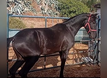 Lusitanos, Hengst, 2 Jahre, 158 cm, Rappe