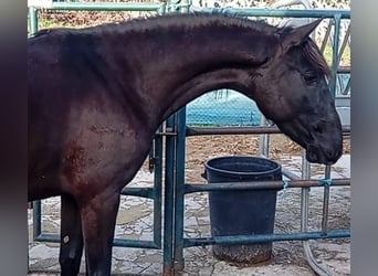 Lusitanos, Hengst, 2 Jahre, 158 cm, Rappe