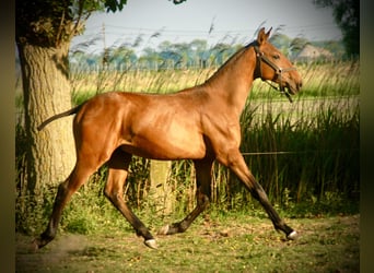 Lusitanos, Hengst, 2 Jahre, 160 cm, Brauner