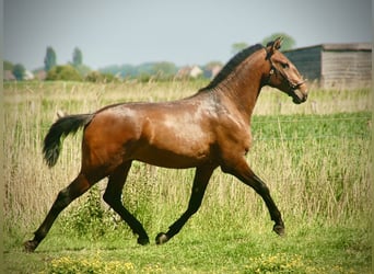 Lusitanos, Hengst, 2 Jahre, 160 cm, Brauner