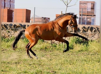 Lusitanos, Hengst, 2 Jahre, 160 cm, Brauner