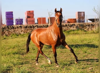 Lusitanos, Hengst, 2 Jahre, 160 cm, Brauner