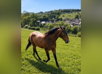 Lusitanos, Hengst, 2 Jahre, 160 cm, Buckskin