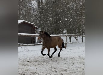 Lusitanos, Hengst, 2 Jahre, 160 cm, Buckskin