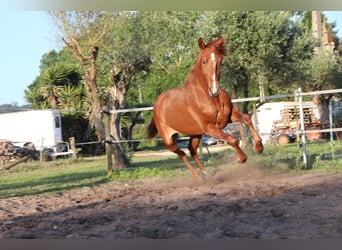 Lusitanos, Hengst, 2 Jahre, 160 cm, Fuchs