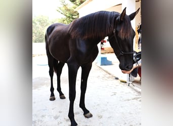 Lusitanos, Hengst, 2 Jahre, 160 cm, Rappe