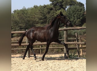 Lusitanos, Hengst, 2 Jahre, 160 cm, Rappe