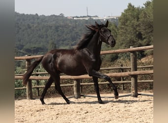 Lusitanos, Hengst, 2 Jahre, 160 cm, Rappe