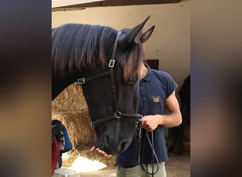 Lusitanos, Hengst, 2 Jahre, 160 cm, Rappe