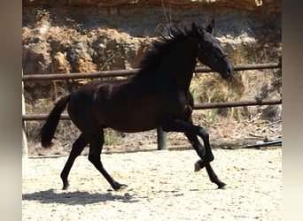 Lusitanos, Hengst, 2 Jahre, 160 cm, Rappe
