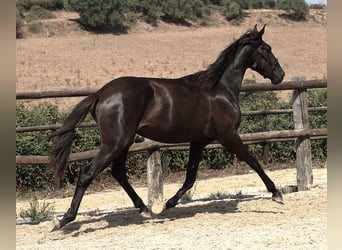 Lusitanos, Hengst, 2 Jahre, 160 cm, Rappe
