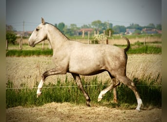 Lusitanos, Hengst, 2 Jahre, 160 cm, Schimmel