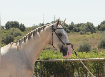 Lusitanos, Hengst, 2 Jahre, 160 cm, Schimmel