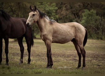 Lusitanos, Hengst, 2 Jahre, 161 cm, Buckskin