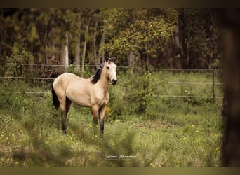 Lusitanos, Hengst, 2 Jahre, 161 cm, Buckskin