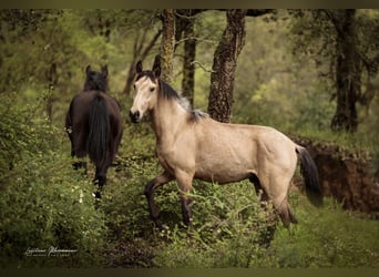 Lusitanos, Hengst, 2 Jahre, 161 cm, Buckskin