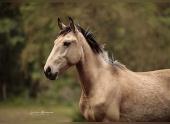 Lusitanos, Hengst, 2 Jahre, 161 cm, Buckskin