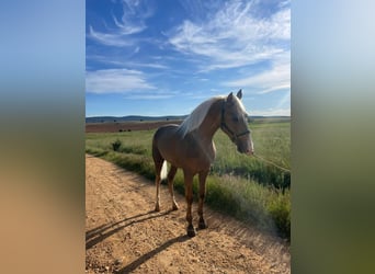 Lusitanos, Hengst, 2 Jahre, 161 cm, Pearl