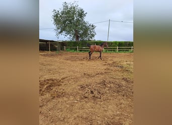 Lusitanos, Hengst, 2 Jahre, 162 cm, Fuchs