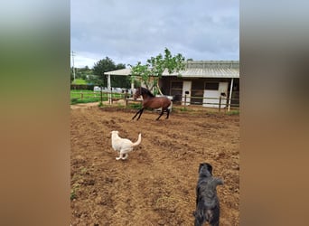 Lusitanos, Hengst, 2 Jahre, 162 cm, Fuchs