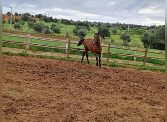 Lusitanos, Hengst, 2 Jahre, 162 cm, Fuchs