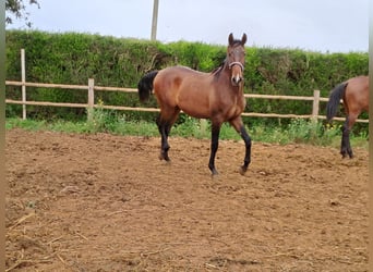 Lusitanos, Hengst, 2 Jahre, 162 cm, Fuchs