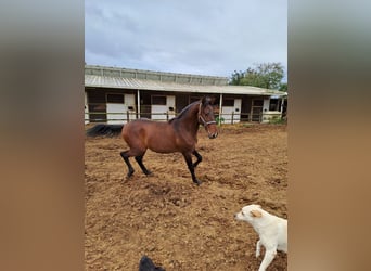 Lusitanos, Hengst, 2 Jahre, 162 cm, Fuchs