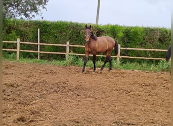 Lusitanos, Hengst, 2 Jahre, 162 cm, Fuchs